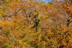 冠山の紅葉景