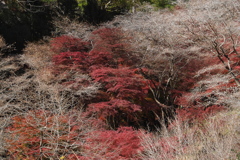 四季桜
