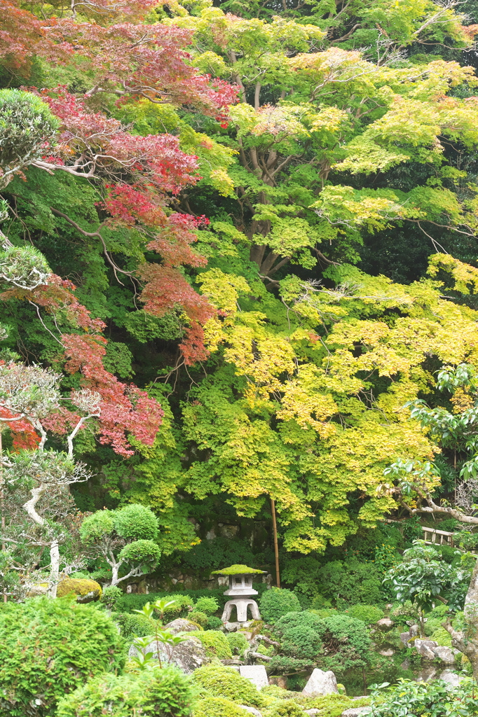 紅葉始め