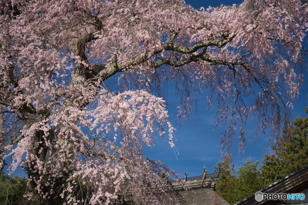 栖林寺の桜