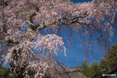 栖林寺の桜