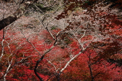 四季桜