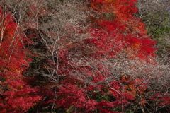 四季桜