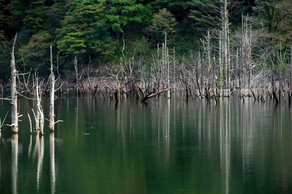 徳山ダムの立ち枯れ