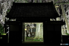 増泉寺の枝垂れ桜
