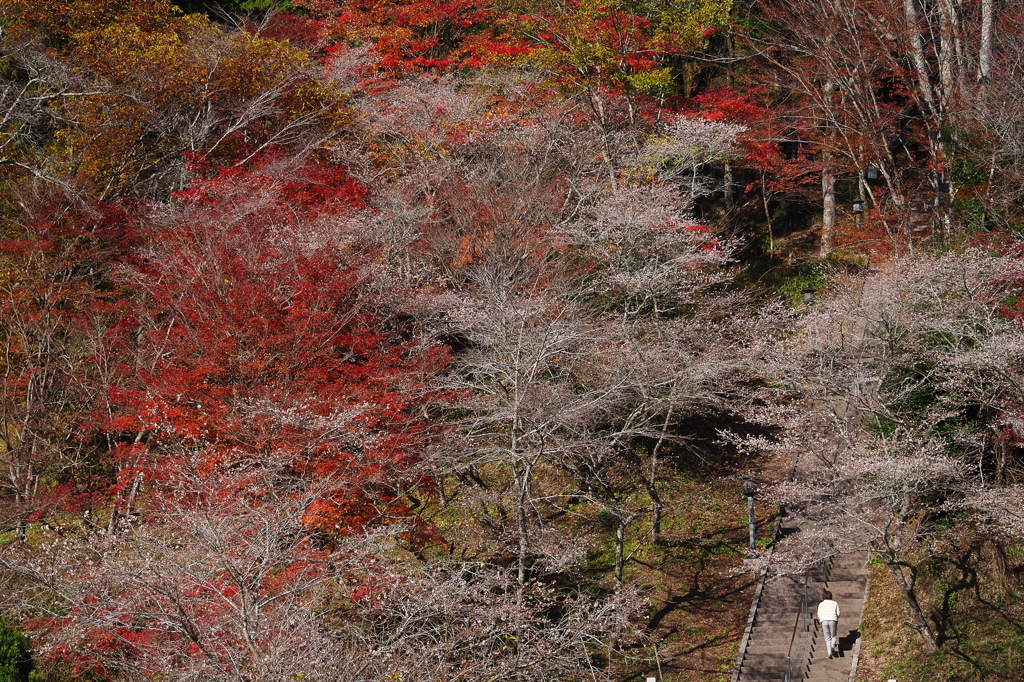 四季桜