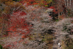 四季桜