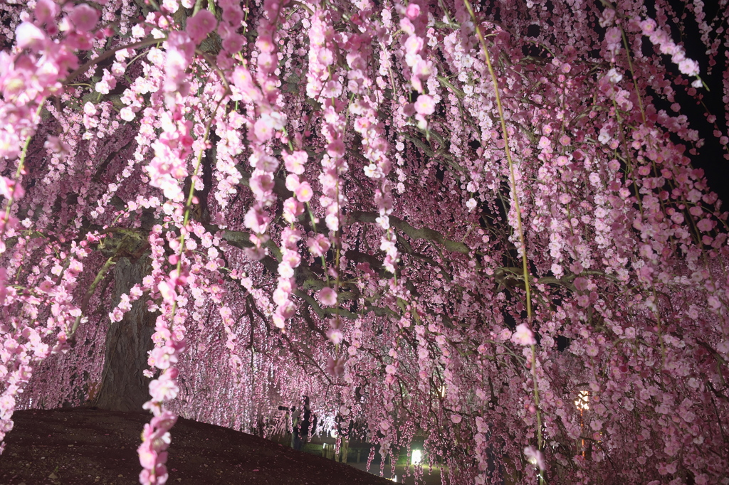 次々と梅花の波が打ち寄せる