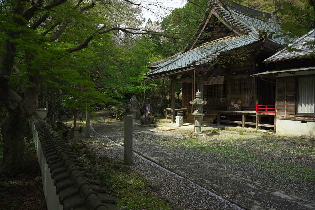 散っても桜華
