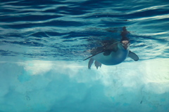 やあやあ！ペンギン君