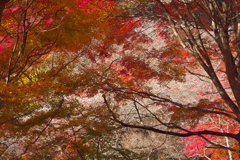 四季桜