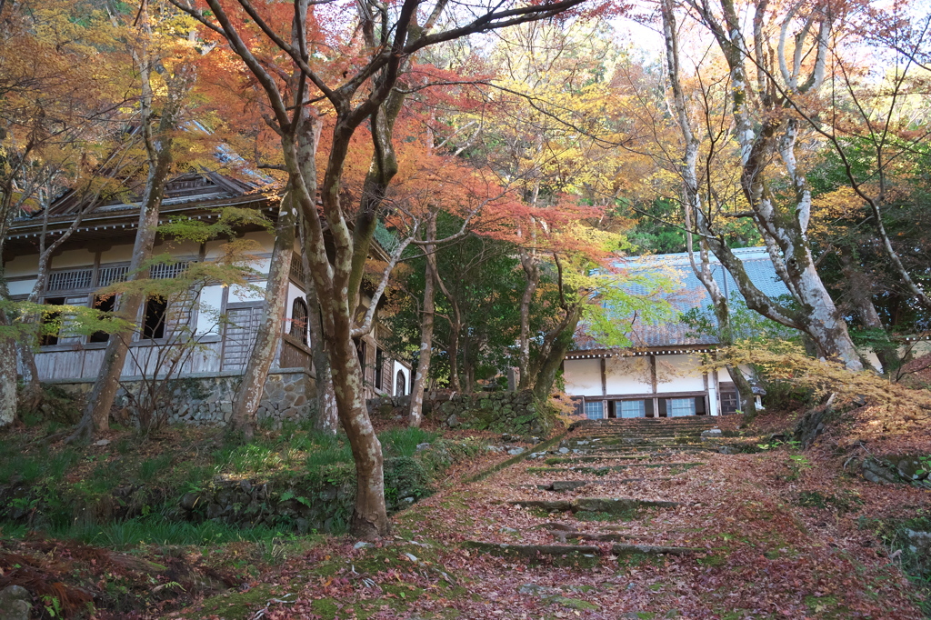 大洞院の渋い紅葉