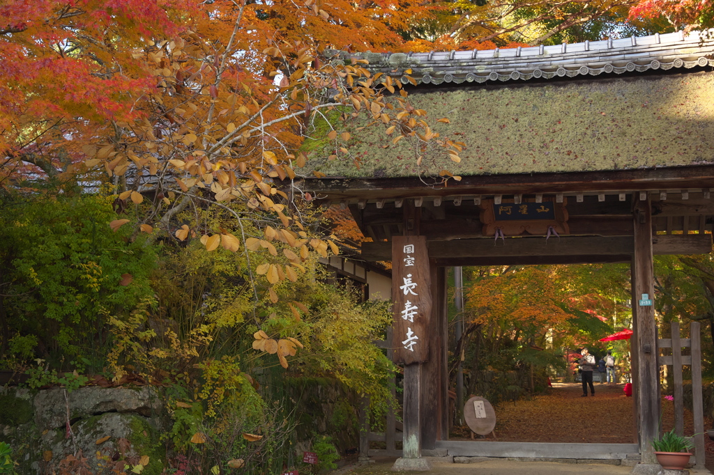 国宝長寿寺。期待の紅葉トンネルへ