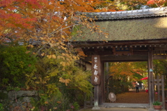 国宝長寿寺。期待の紅葉トンネルへ