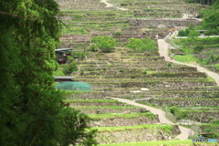 四谷千枚田
