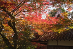 長寿寺参道で見た彩り