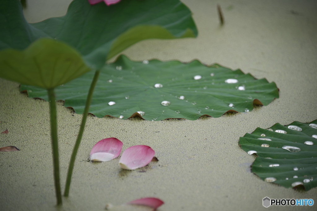 蓮花の命は短し