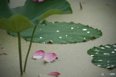 蓮花の命は短し