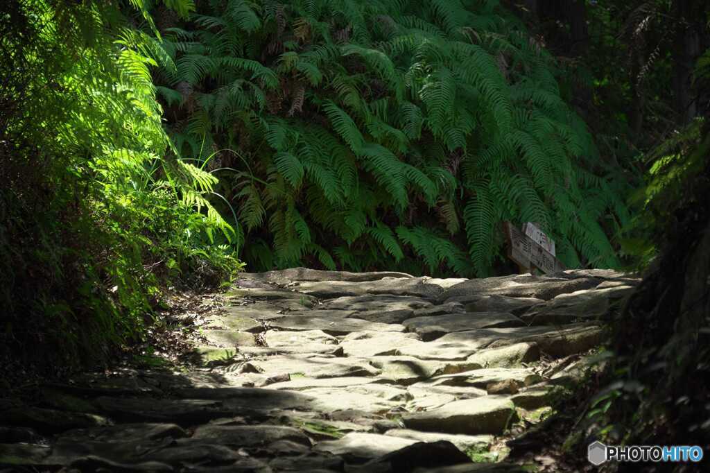 猛暑日の古道
