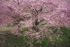 （河津桜）春が来た