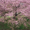 （河津桜）春が来た