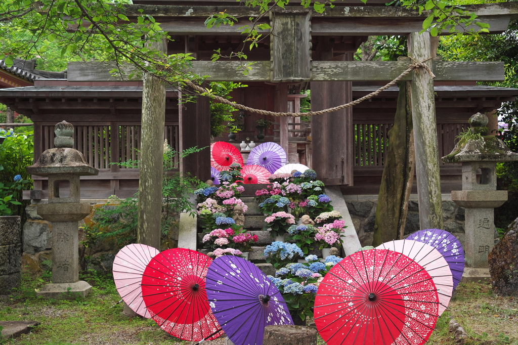古寺に彩る紫陽花