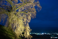 石塚の桜
