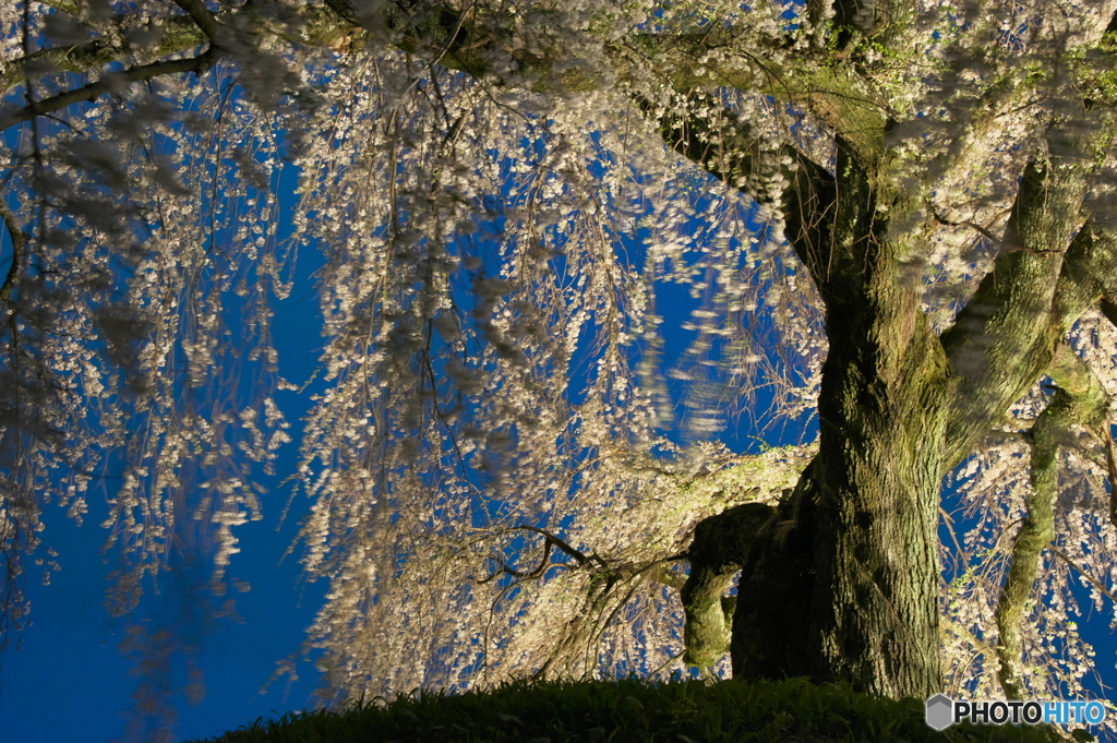 石塚の桜