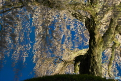 石塚の桜
