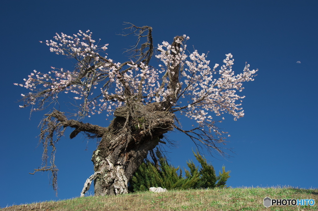 栗林の無名桜