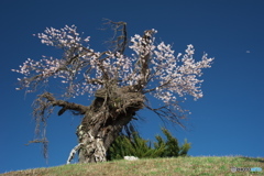 栗林の無名桜