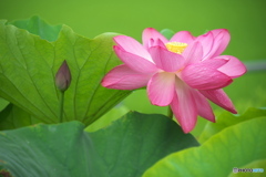 今年も蓮花が見頃となりました
