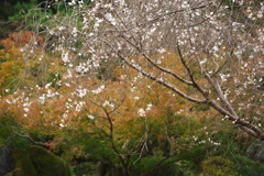 １０月桜の花景