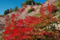 四季桜（川見四季桜の里）