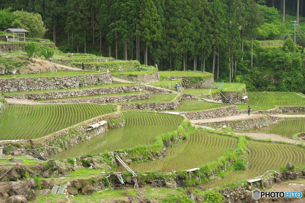 田植えの終わった棚田