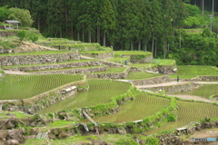 田植えの終わった棚田
