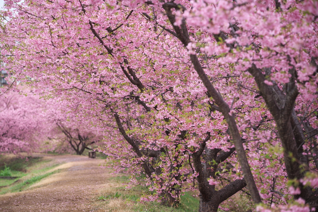 （河津桜）早春の散歩道