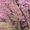 （河津桜）早春の散歩道