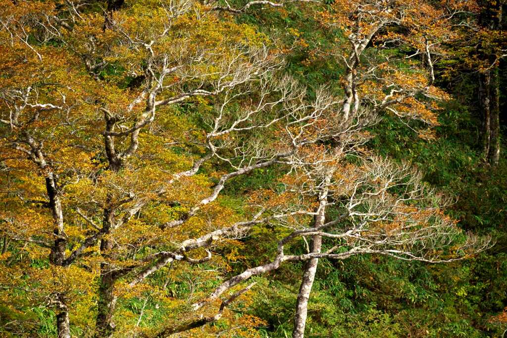 冠山の紅葉景