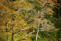 冠山の紅葉景
