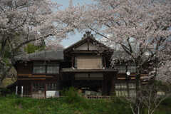 今が盛りの遠州森町の桜
