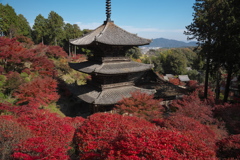 紅葉の波に溺れる常楽寺三重塔