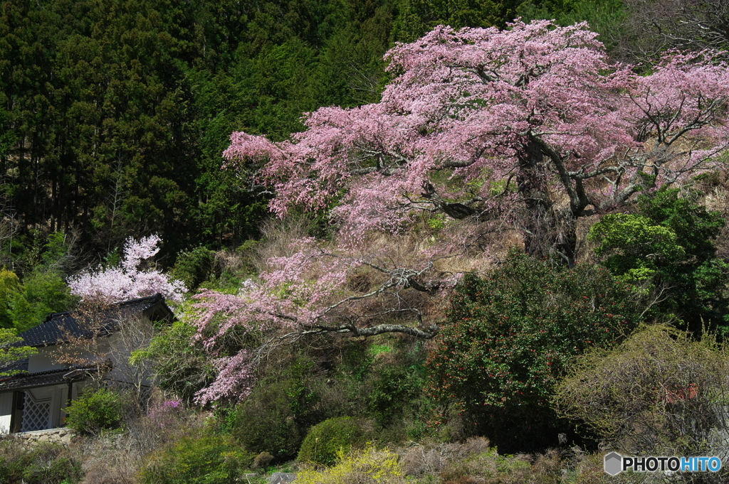 西丸根の桜