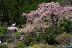 西丸根の桜