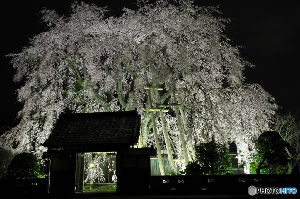 増泉寺の枝垂れ桜