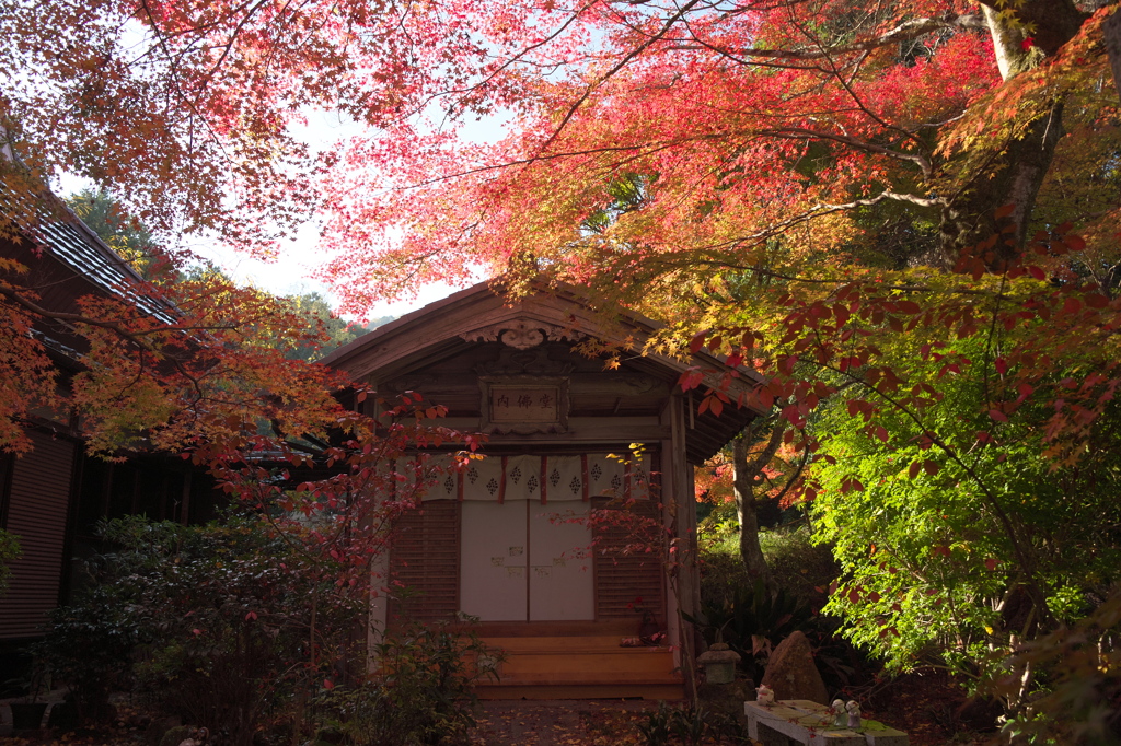長寿寺参道で見た彩り