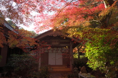 長寿寺参道で見た彩り