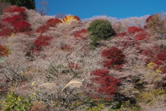 四季桜