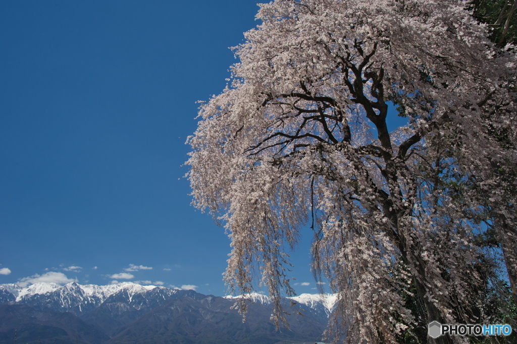 南吉瀬のしだれ桜