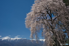 南吉瀬のしだれ桜